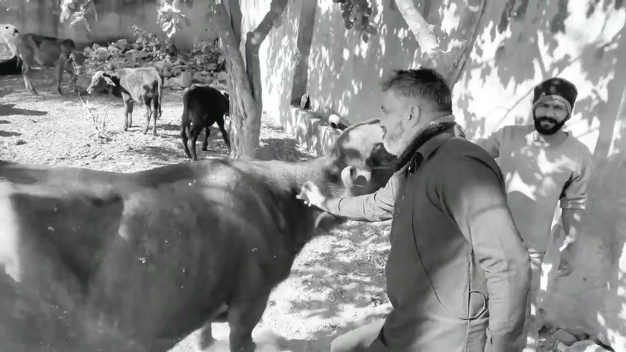 blood parasites in Buffalo today treatment at dairy farm