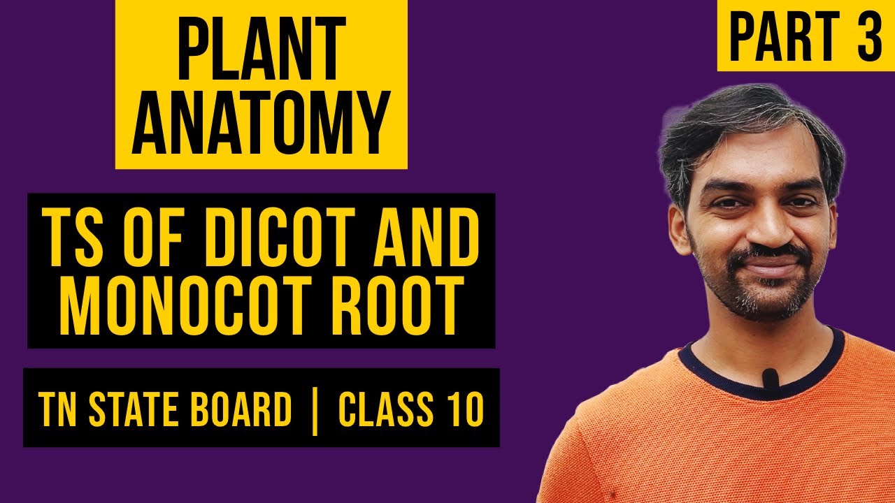 Plant Anatomy TN Class 10 | TS of dicot root | TS of Monocot Root | One shot