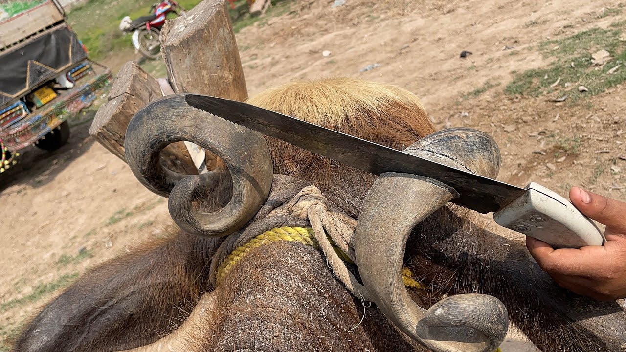 Animals can’t tell us their pain, but their condition speaks loudly.When hooves or Horng #dairyfarm 