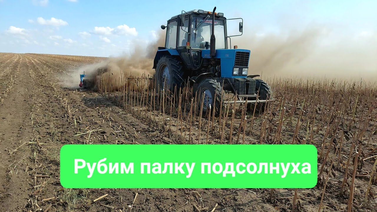 Рубим палку подсолнечника 03.07.2022 Уборка 2022