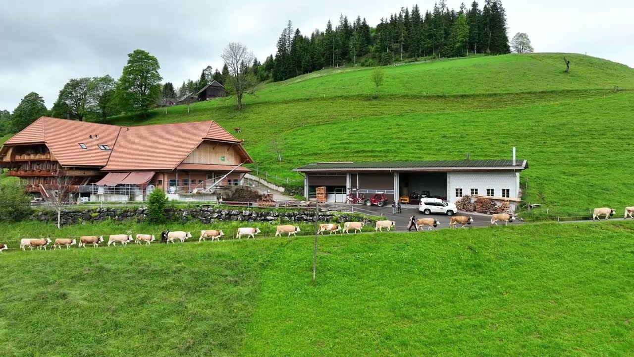 Alpaufzug Fam. Marti Wydem am 30.Mai 2024