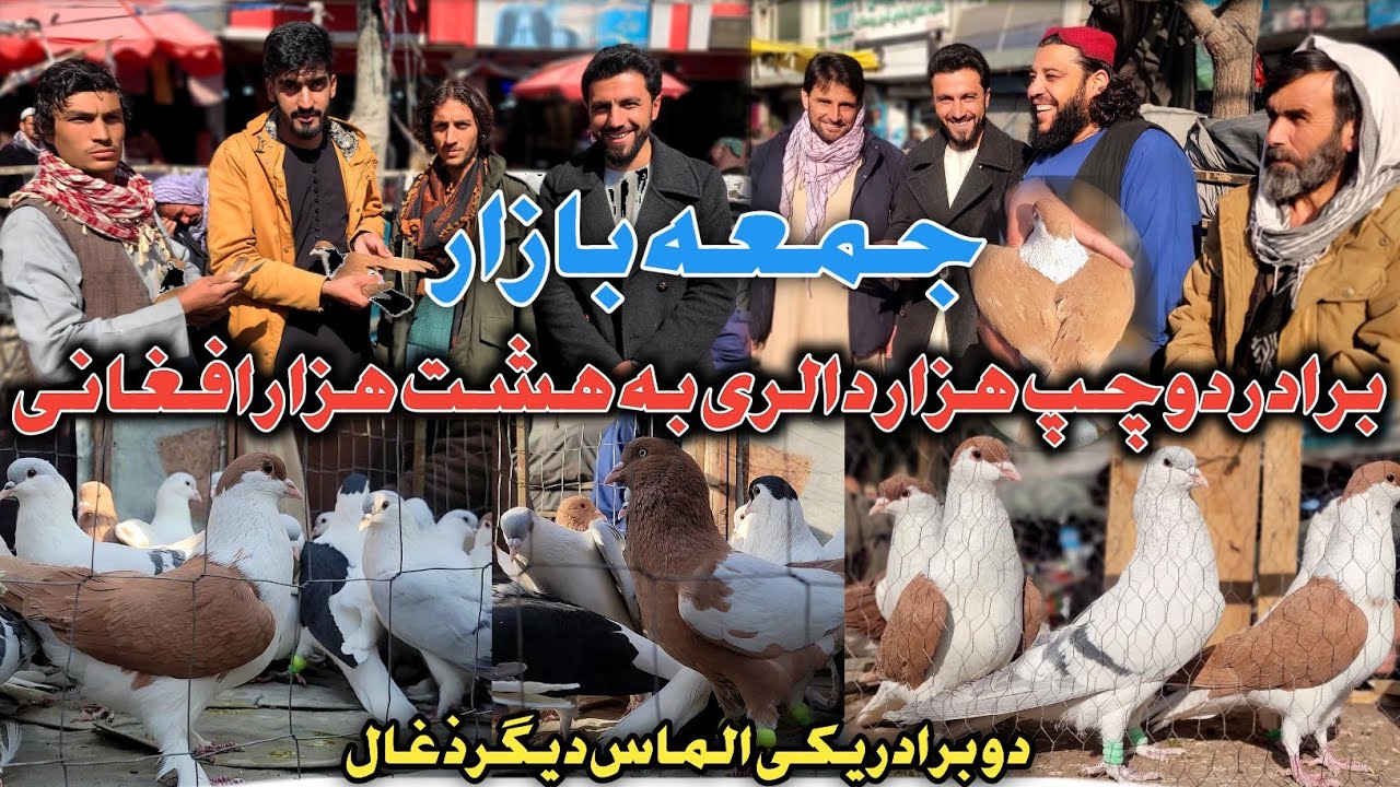 ذغال و الماس/برادر دوچپ هزار دالری به قیمت هشت هزار Afg/جمعه بازار/چه چیز یک کفتر راارزشمند می سازد؟