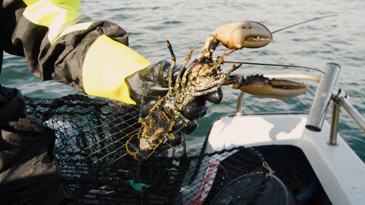 Tips for hummerfiske