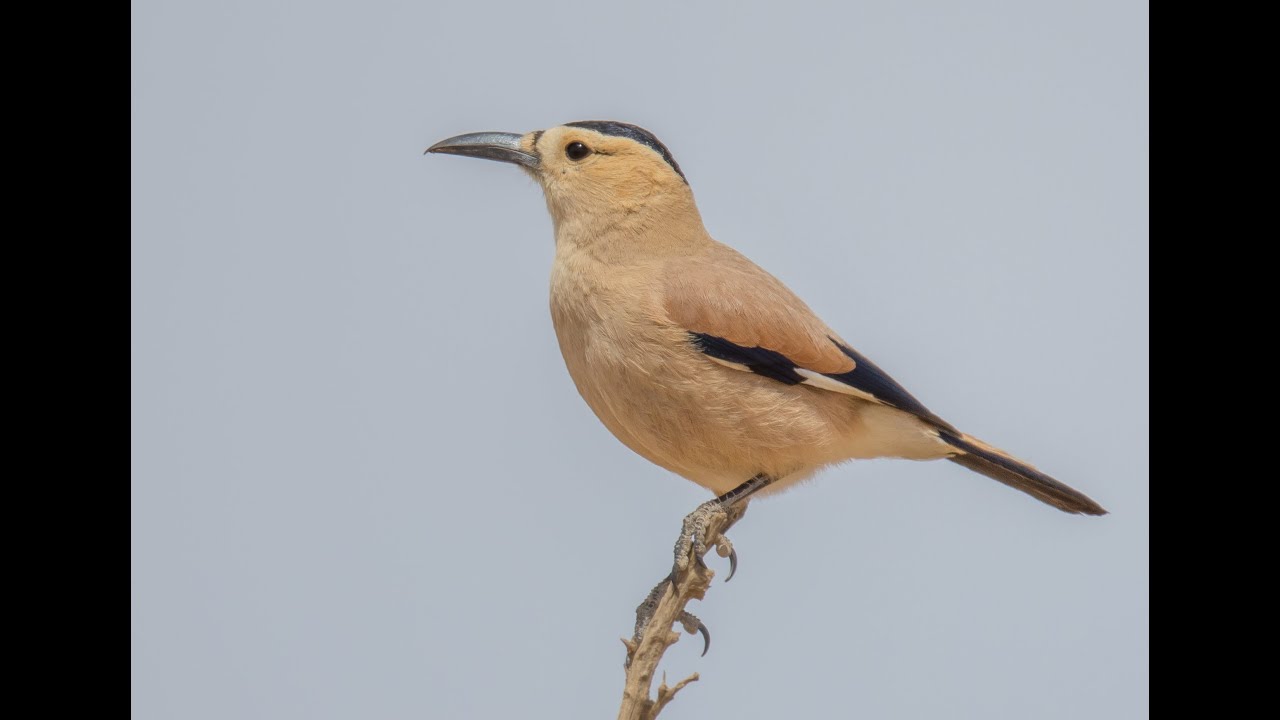 Birds of Mongolia 2018-2019