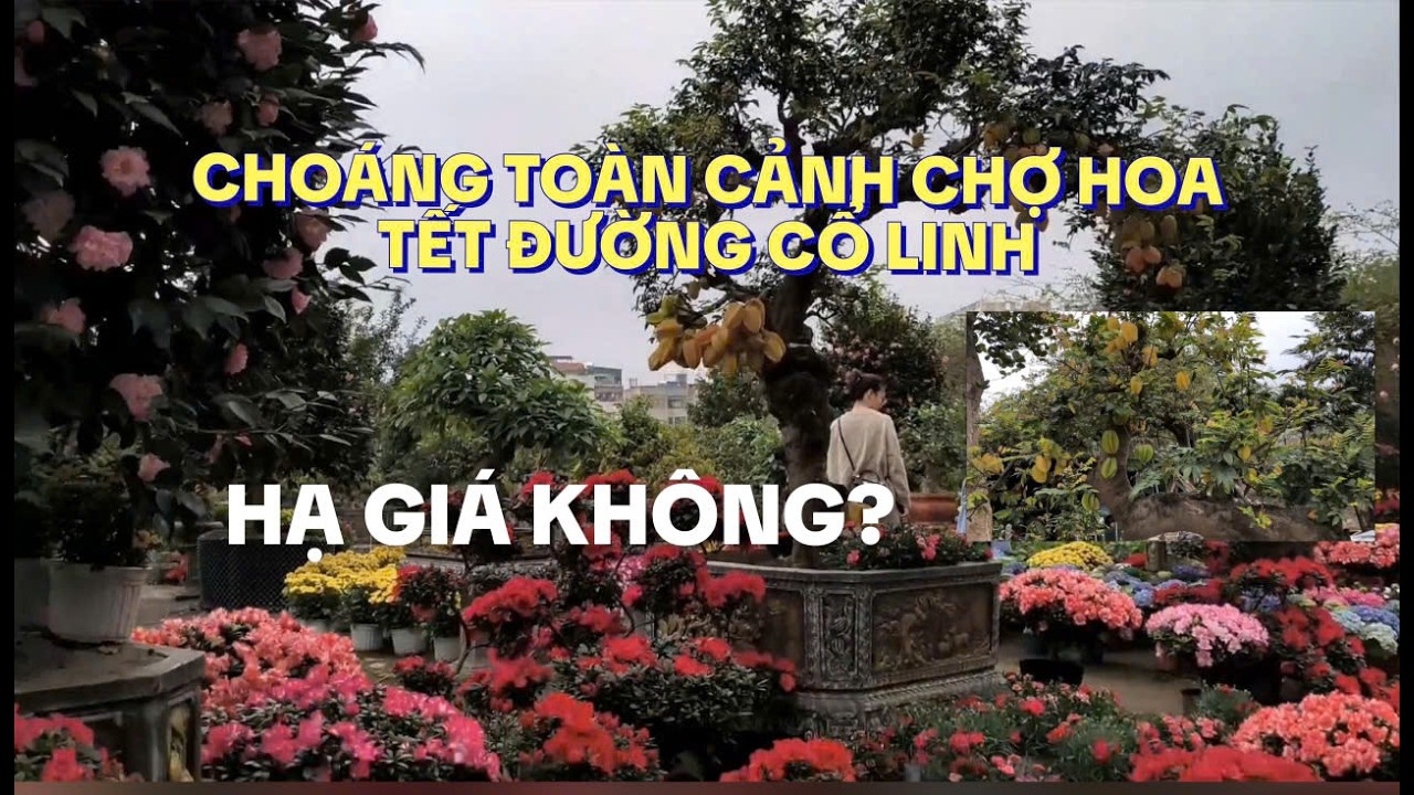 SỐC TOÀN CẢNH CHỢ HOA TẾT ĐƯỜNG CỔ LINH HÀ NỘI