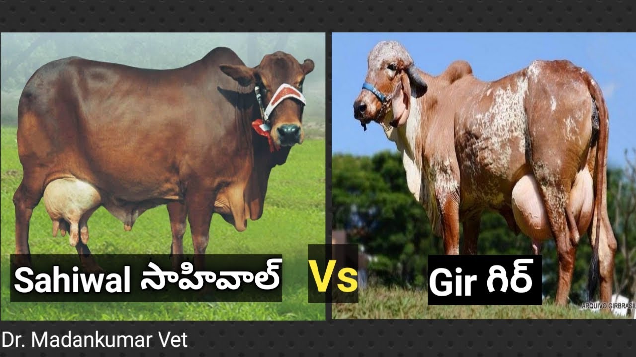 Sahiwal Vs Gir Cow Telugu | Dr. Madankumar Vet