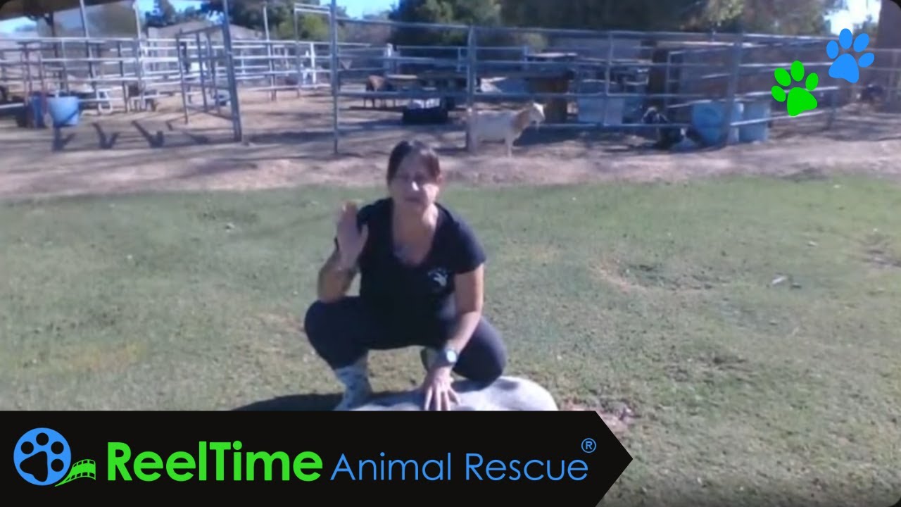 Compassion Education: CONNECT & Inspire | Carron Miller - Goats with Horns - Grades 3-5 | 9.11.25