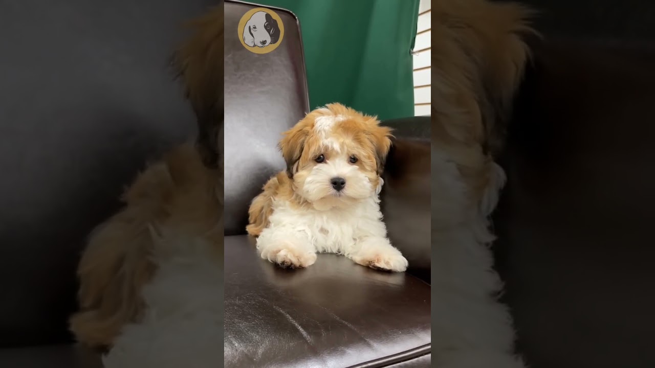 The Social Havanese Pup!