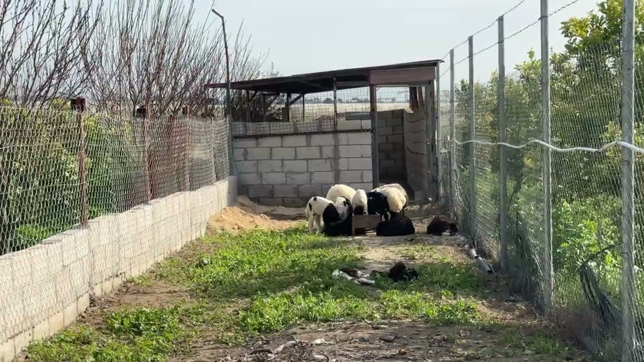 SHEEP’s NEW HOUSE 🏠 🐑