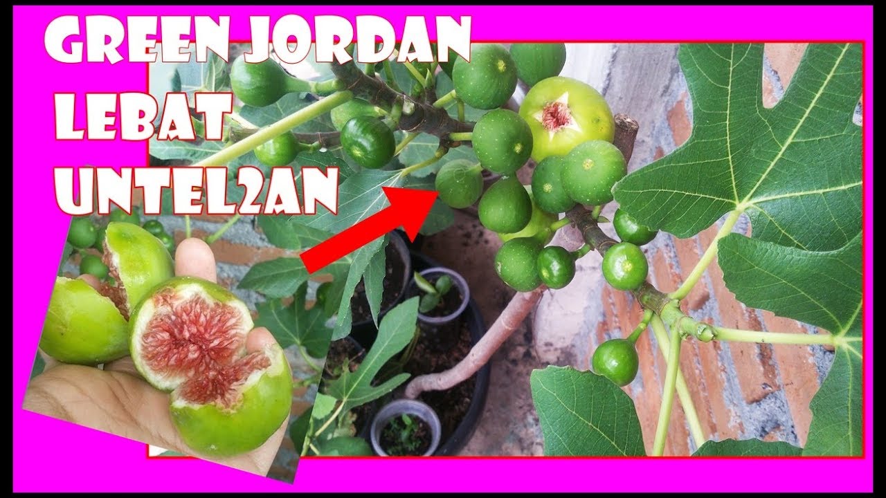 #FIGS - TIPS TERBARU LEBATKAN BUAH TIN DLM POT, MATANG DIPOHON,GREEN JORDAN;BROWN TURKEY