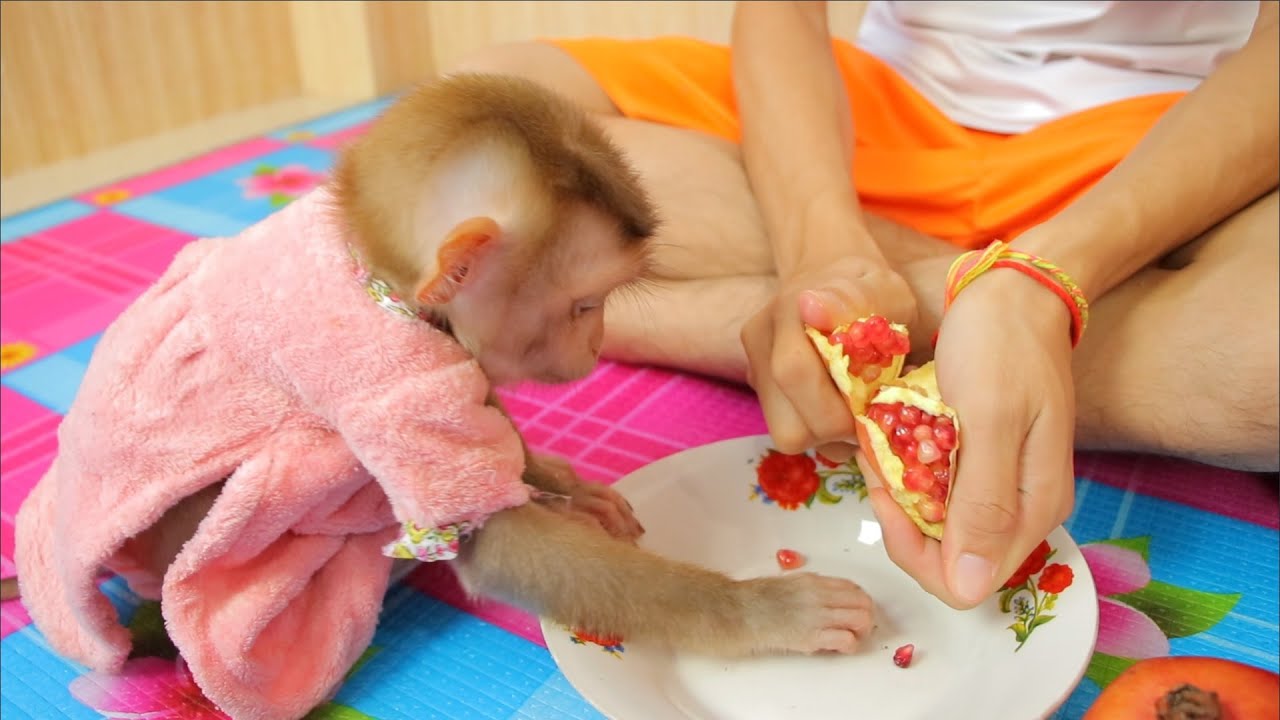 Baby monkey - Baby ABBY eating pomegranate Fruit