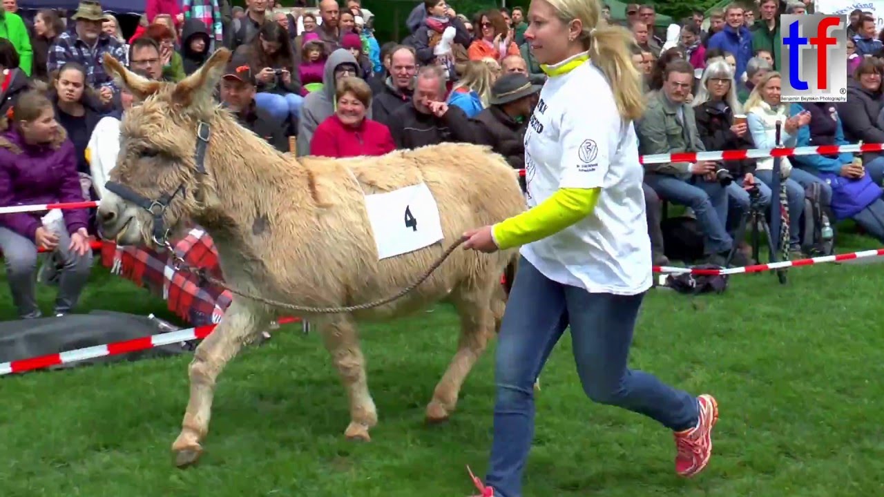 FUNNY Crazy Donkey Race / Verrücktes Eselrennen Berglen-Hößlinswart, Germany, 15.05.2016.