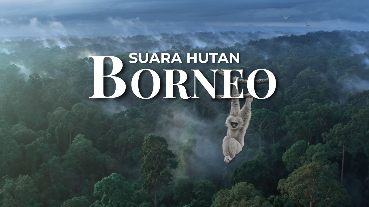 HUTAN BORNEO: ALAM PURBA YANG MASIH KEKEH BERTAHAN