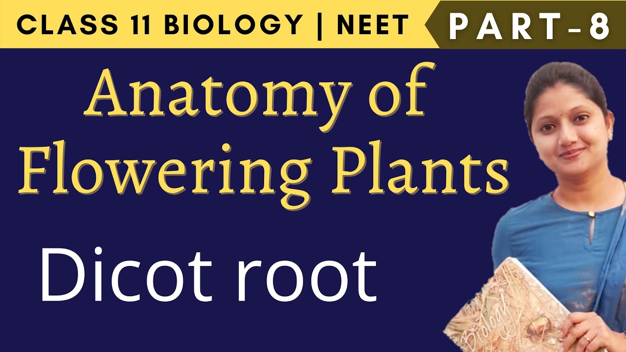 Anatomy of Flowering Plants Class 11 Biology | NEET | Part 8