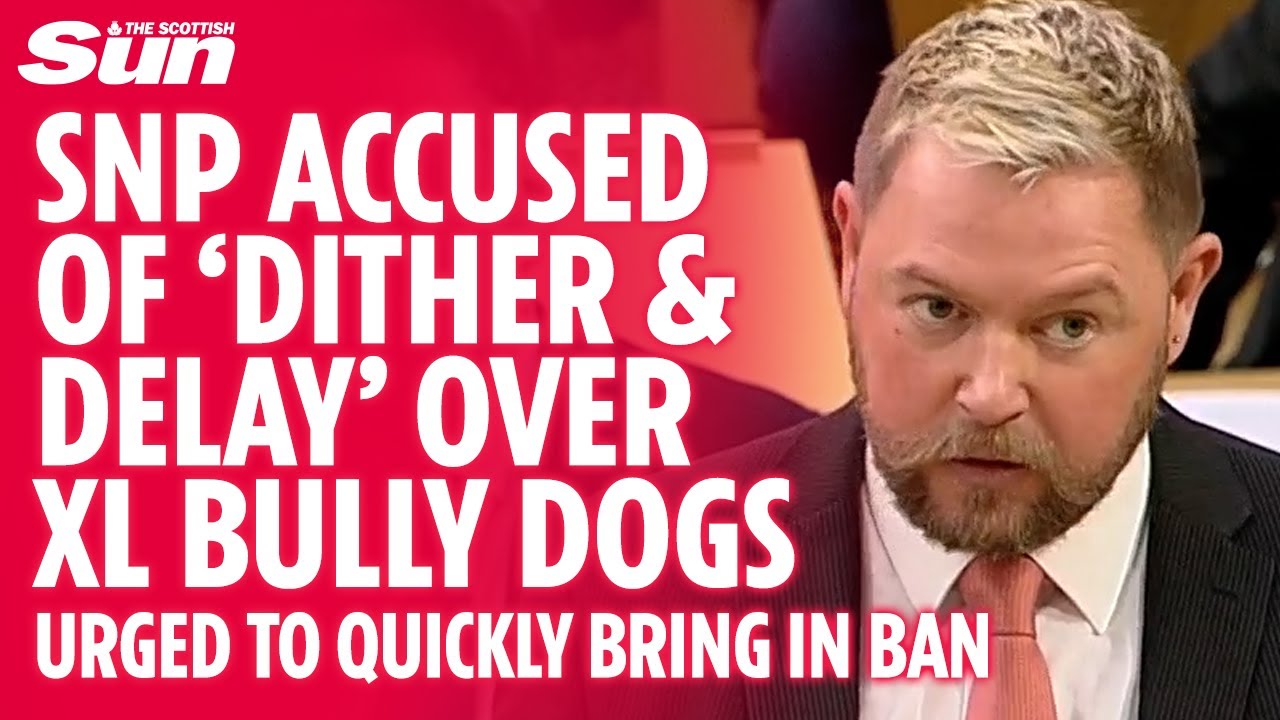 SNP 'inaction' blamed for influx of XL bully dogs to Scotland