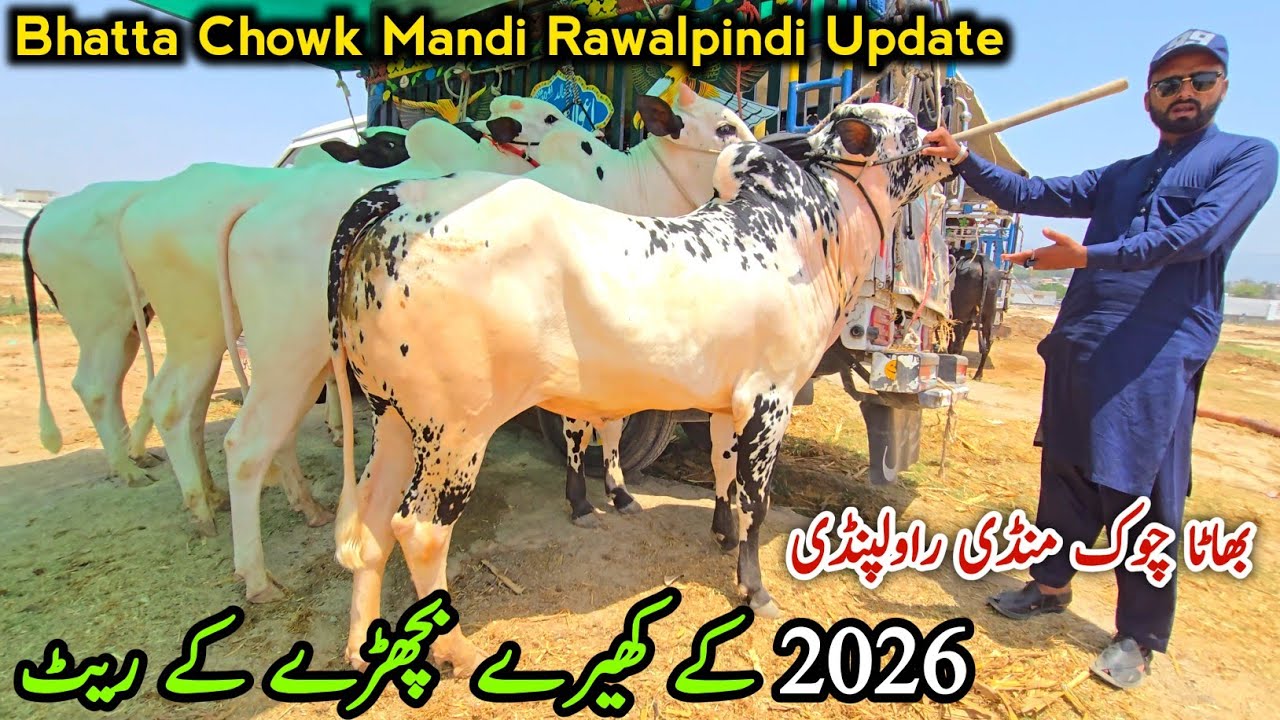 Bhatta Chowk Mandi Update Part(2) 9 June 2025 | 2026 K Kheery Fatehjangi Bulls