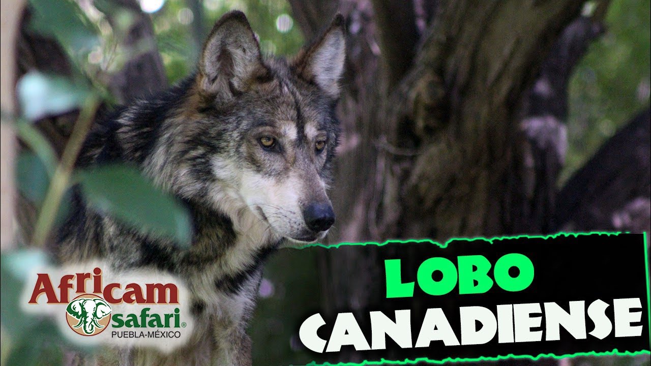 Aullando con el lobo canadiense 🐺con Gregory Camacho en Africam Safari