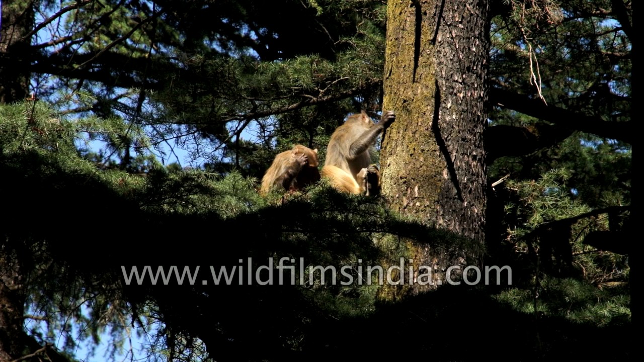 Simians enjoy the sun - Langur monkeys de-tick each other, remove lice