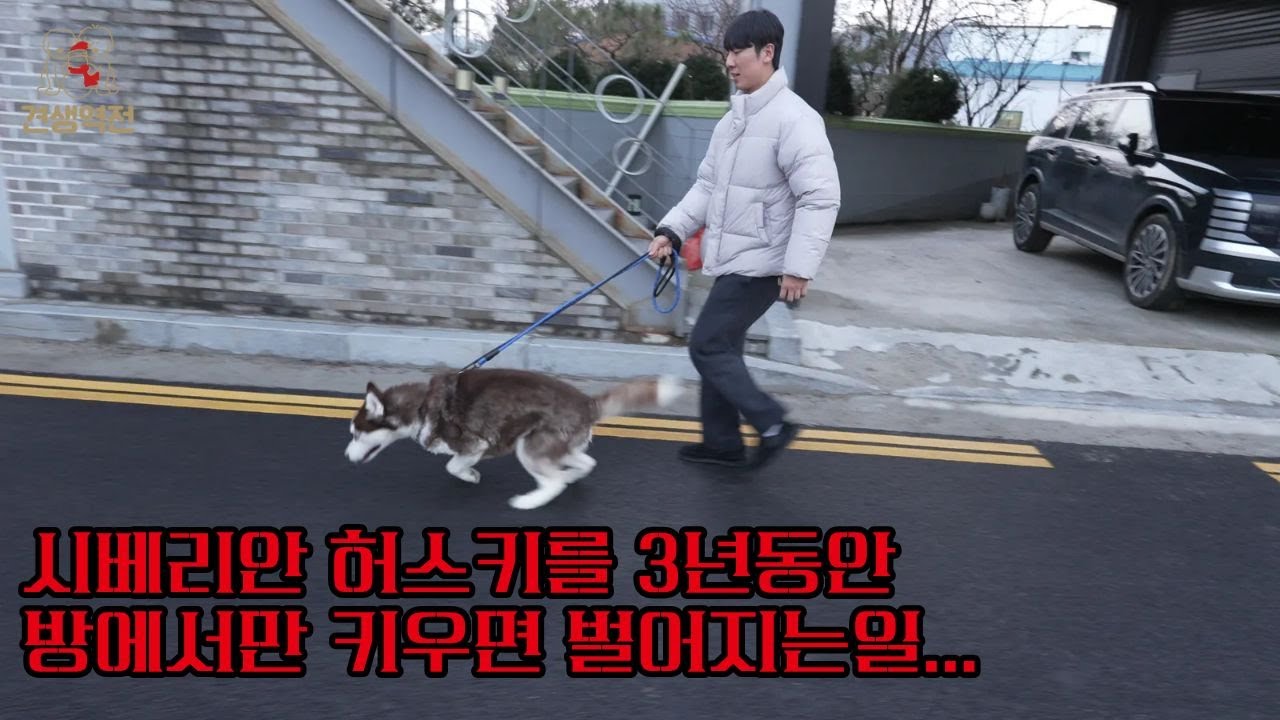 시베리안 허스키를 3년동안 산책없이 방에서만 키우면 벌어지는일... #견생역전_힘찬이
