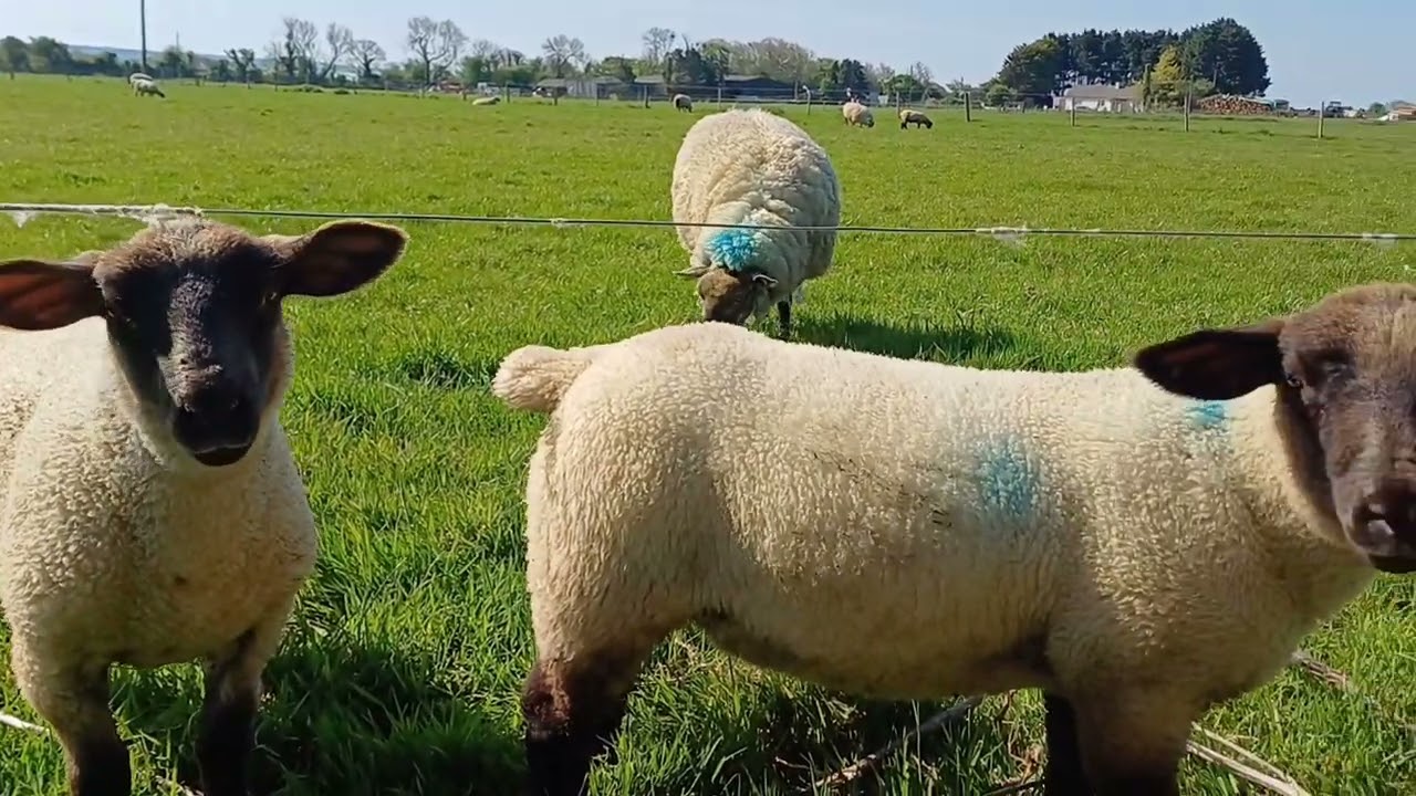Sheep in nature. Natural sounds of nature. #relaxsounds  #ireland #sheep
