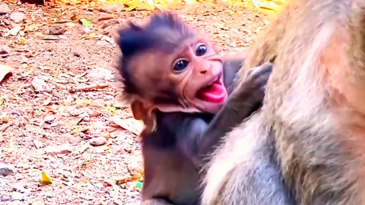 Live: Baby Monkey Asks Mama for Milk While She Stays Calm 🐒💛