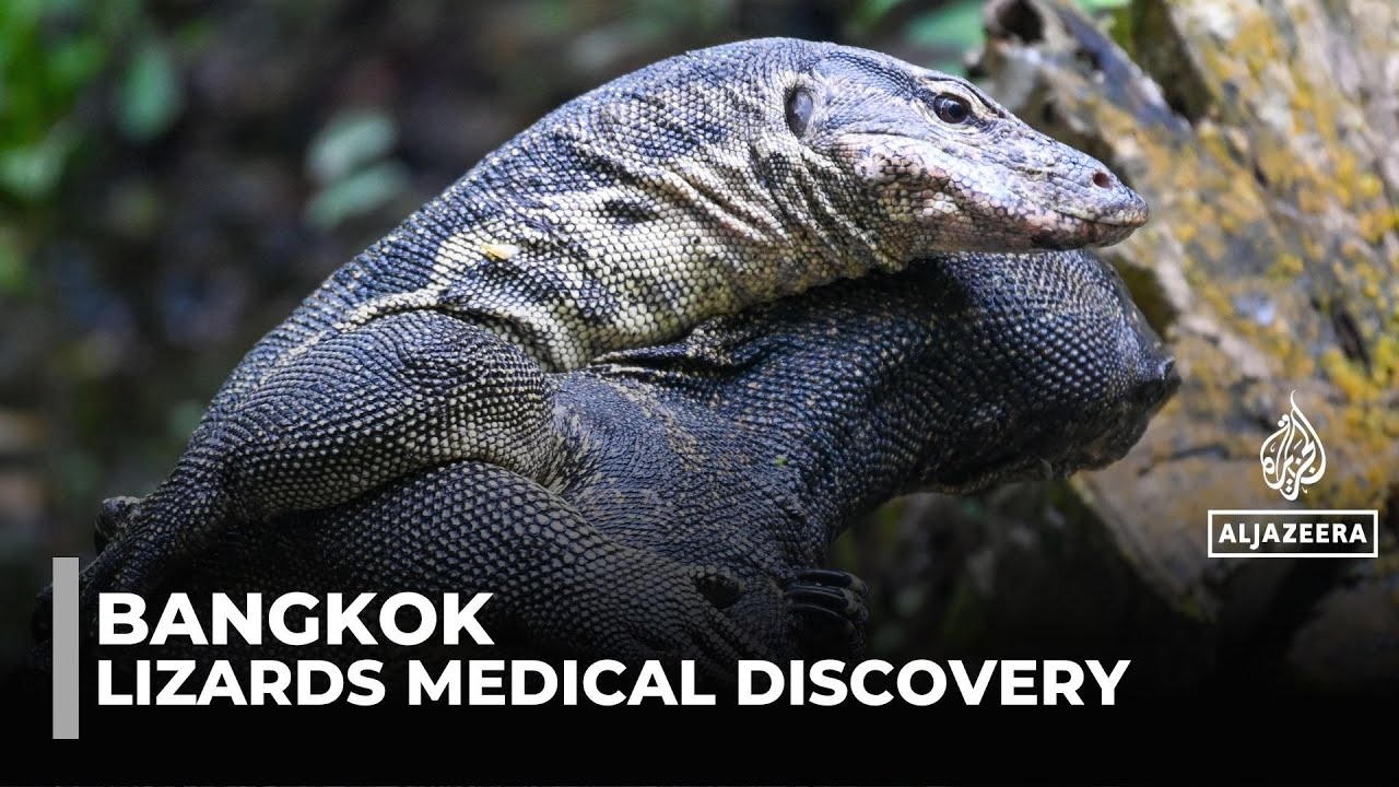 Bangkok's big city lizards: Prehistoric reptiles could help treat cancer