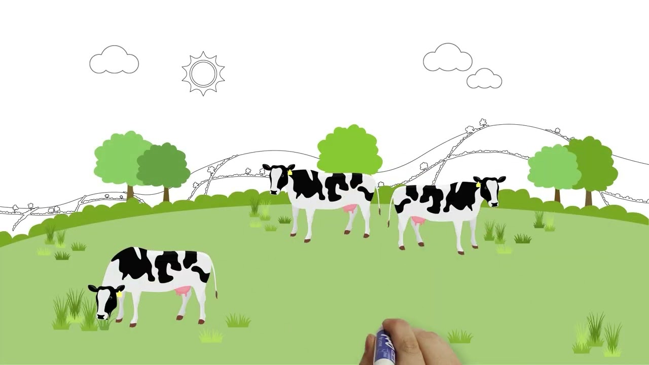Looking after cows on Irish dairy farms