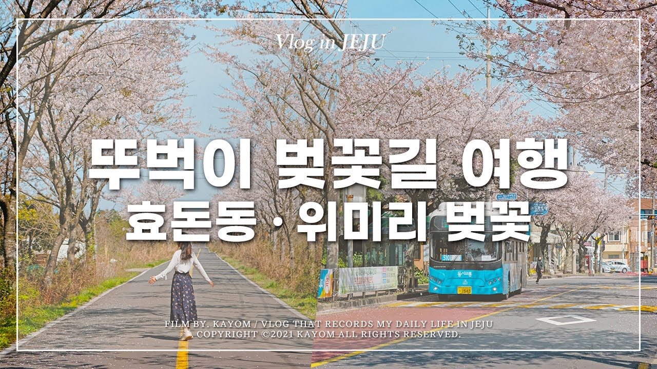 (ENG) 🌸 Ep.3) 제주 효돈동, 위미리 벚꽃길 뚜벅이 버스 여행 | 여자 혼자 뚜벅이 제주 여행 Vlog | 제주살이 브이로그 | 가욤 브이로그