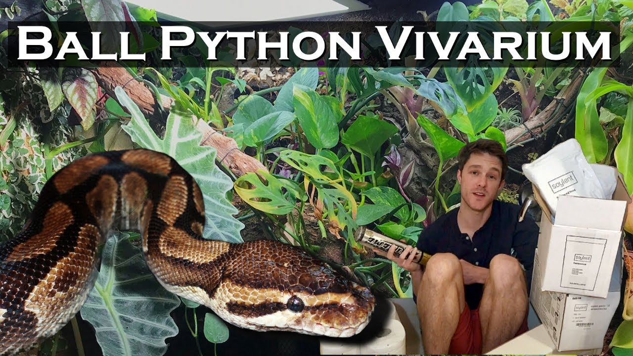 Bioactive Ball Python Vivarium: Construction, Lighting, Plants, and MORE!