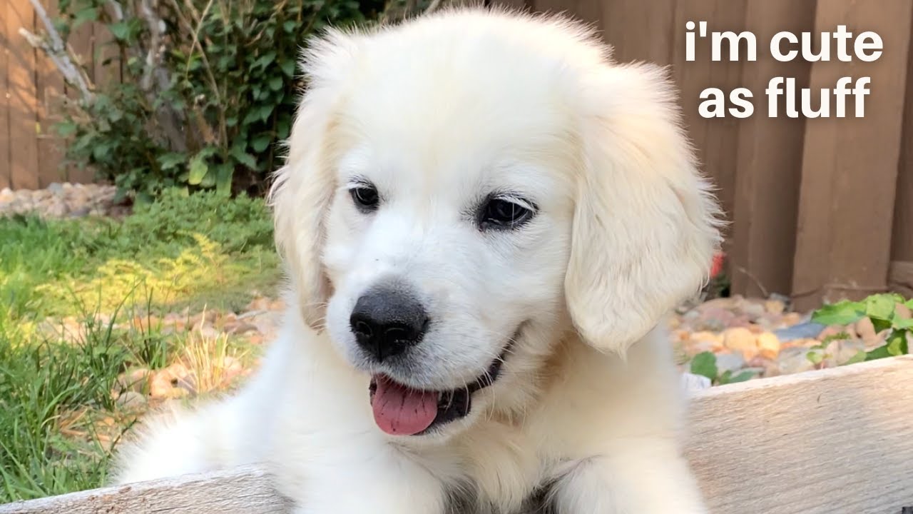 Funny Things My English Cream Golden Retriever Puppy Does