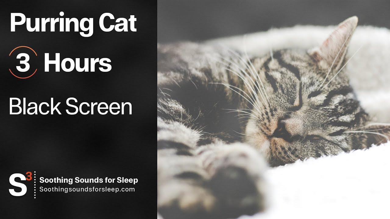 Purring Cat for 3 Hours