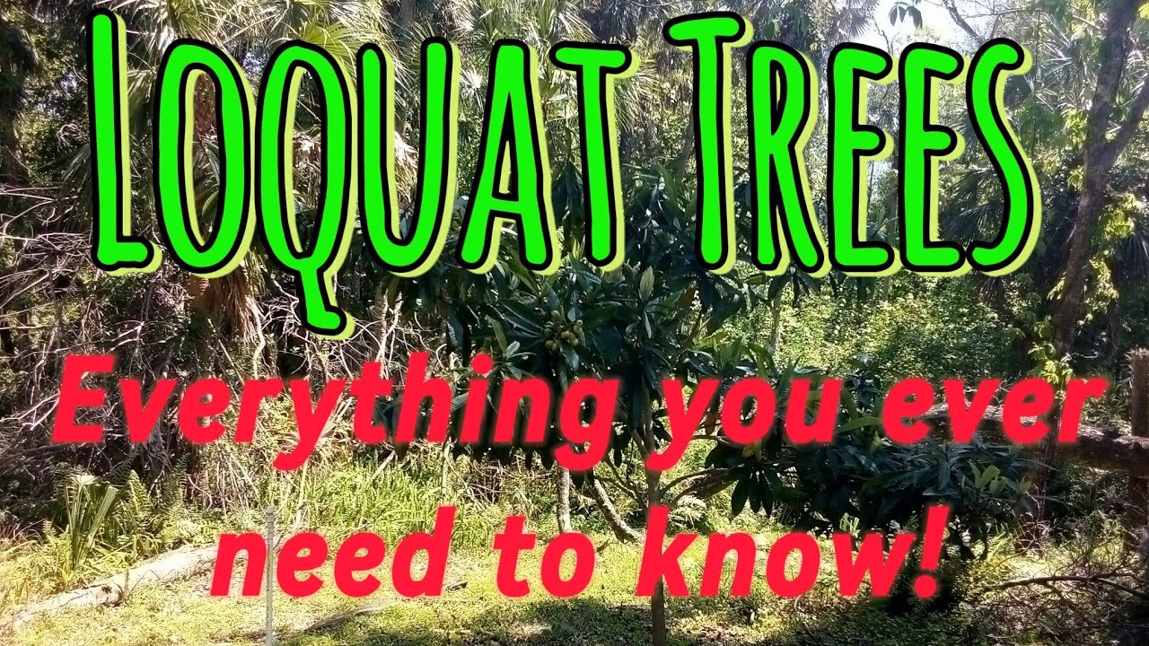 Loquat Trees (Japanese Plums): Complete Beginner's Guide- 