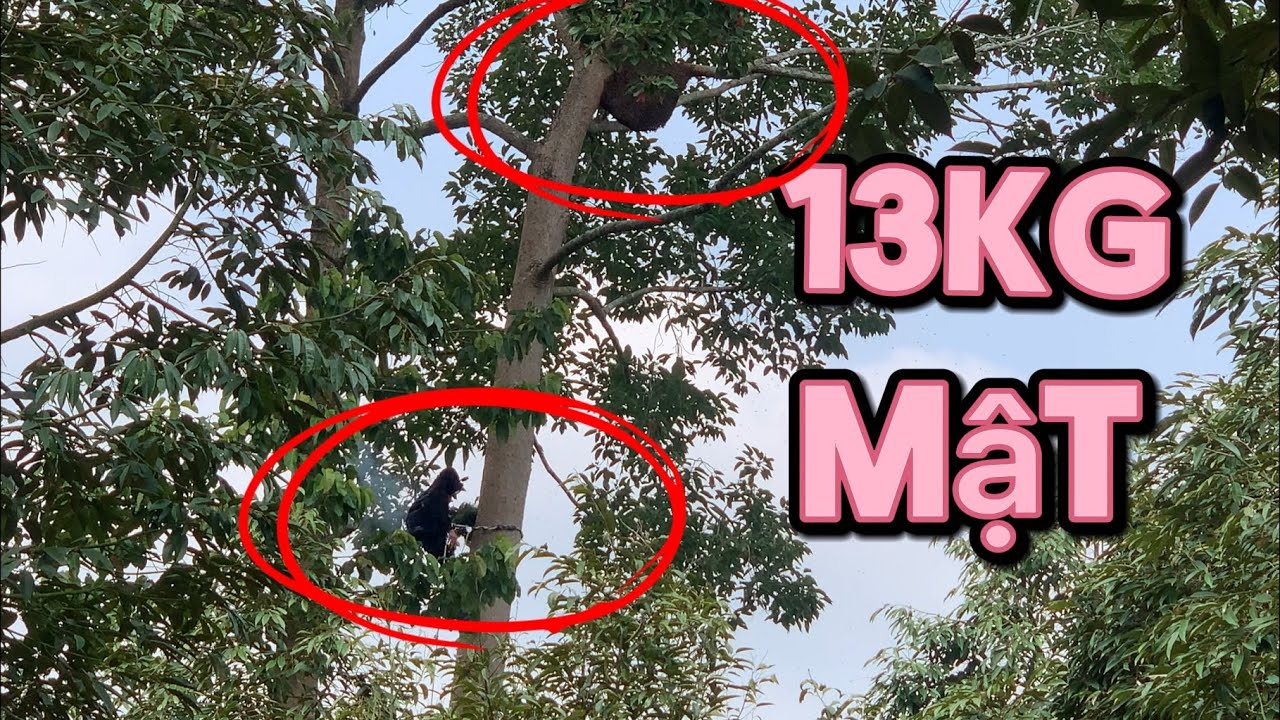 BÌNH PHƯỚC /2 TỔ 13KG MẬT.