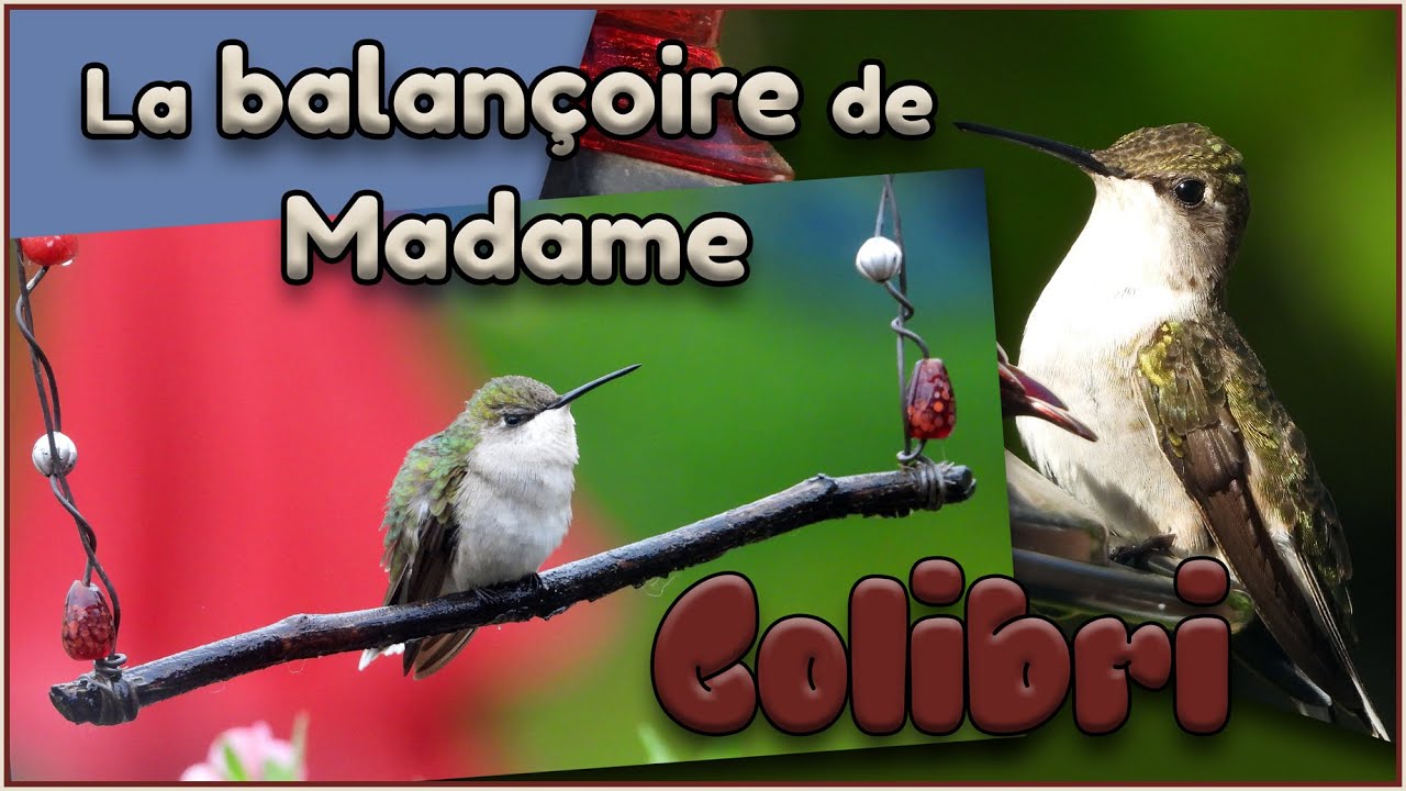 La balançoire de Madame Colibri