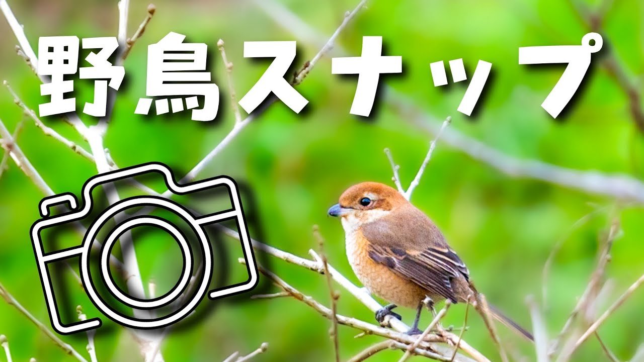手持ち野鳥撮影【撮り方と設定】超望遠レンズ150-600mm