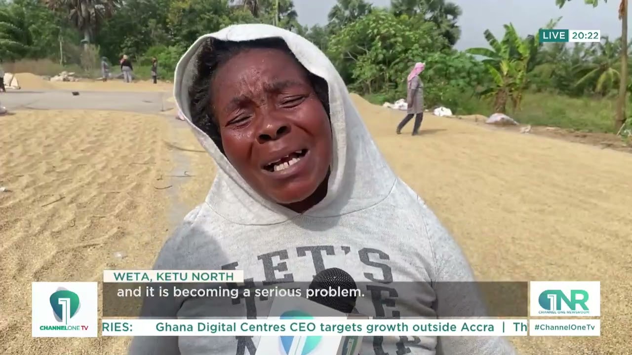 Rice Glut Hits Weta Farmers Hard – Unsold Rice Causes Massive Losses