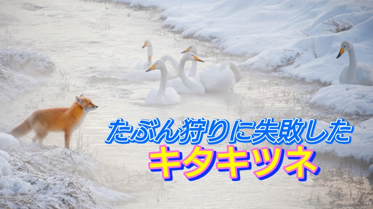 キタキツネ談「狩りは難しい」冬の北海道/ぬくぬく寝てるやつもいる