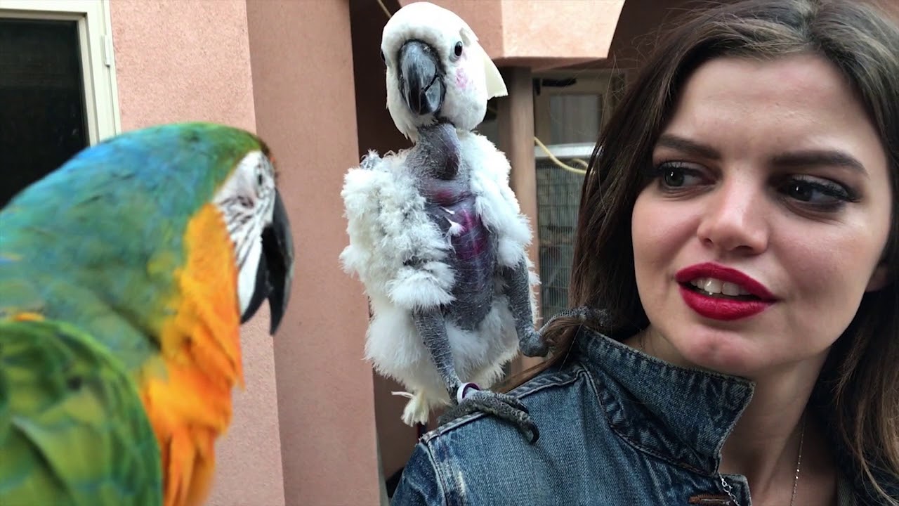 HOPE MEETS ROCKY FOR THE FIRST TIME! *MARLENE MC'COHEN'S MACAW*