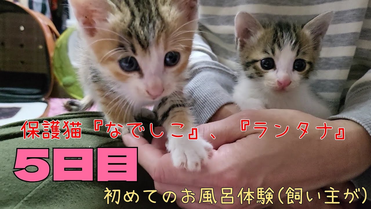 保護して5日目です。初めてお風呂にいれてみます