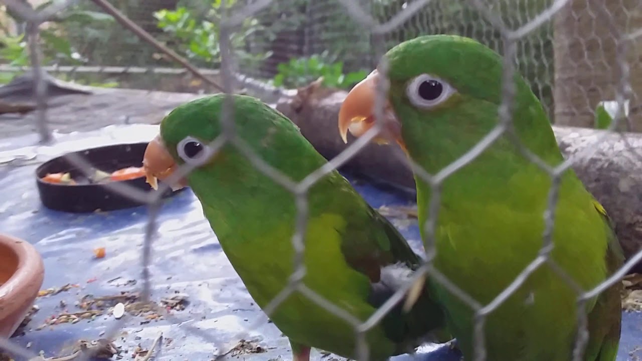 PERICOS VERDES CANTANDO