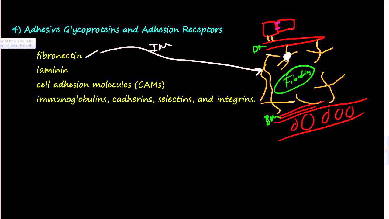 #37- Extracellular Matrix (ECM) 2 of 2 -Elastin, Proteoglycans, Hyaluronan, Integrins, GAG