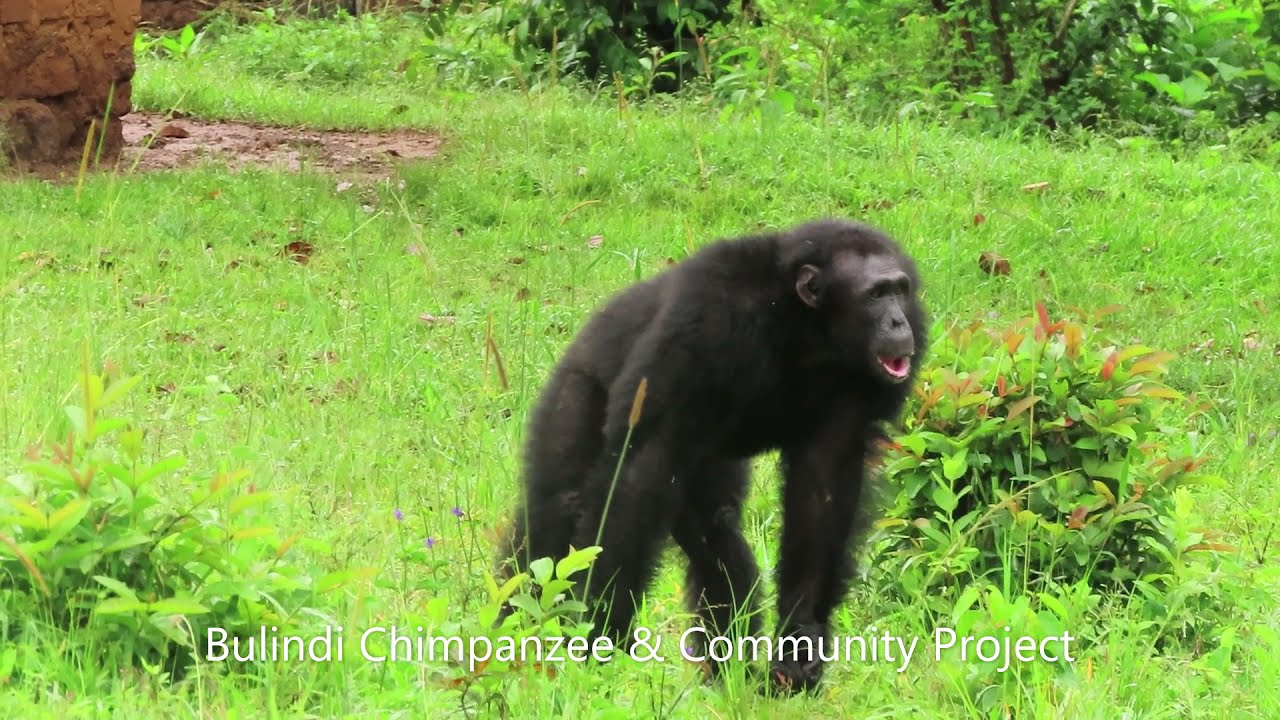WILD CHIMPANZEES ... IN VILLAGES