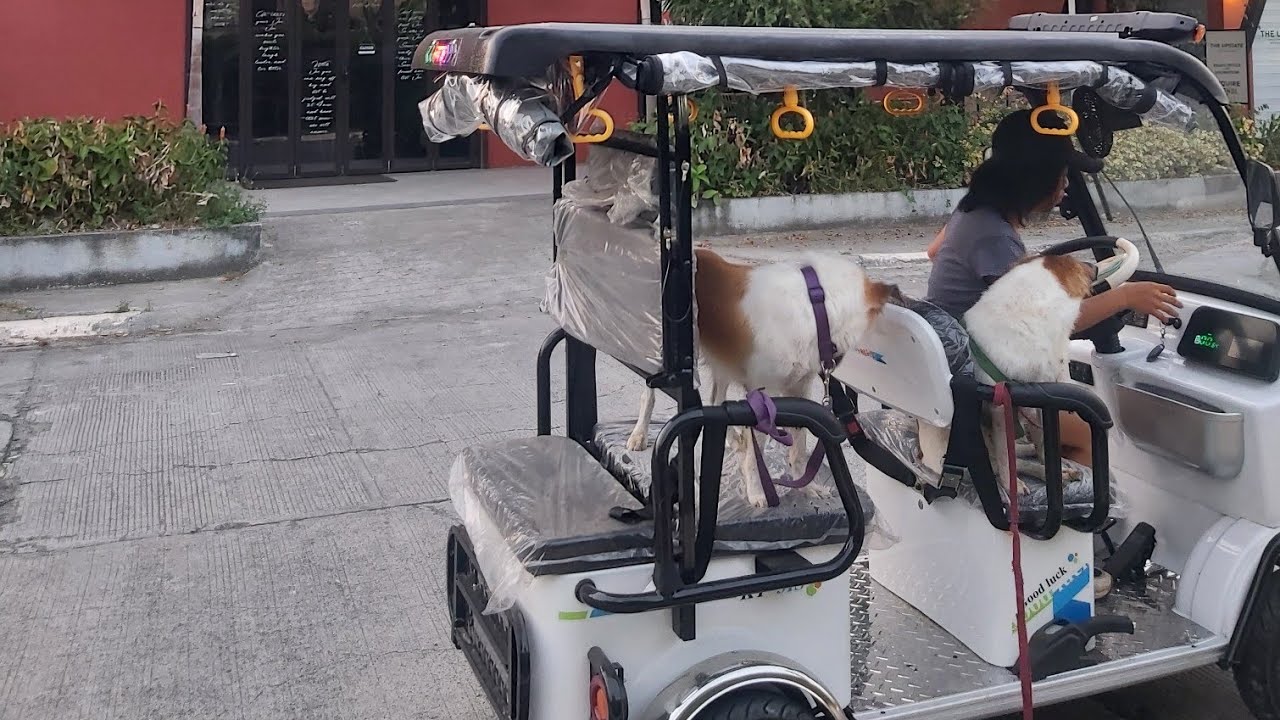 Paw-sitive Driving Lessons 🐕📍☘🏕