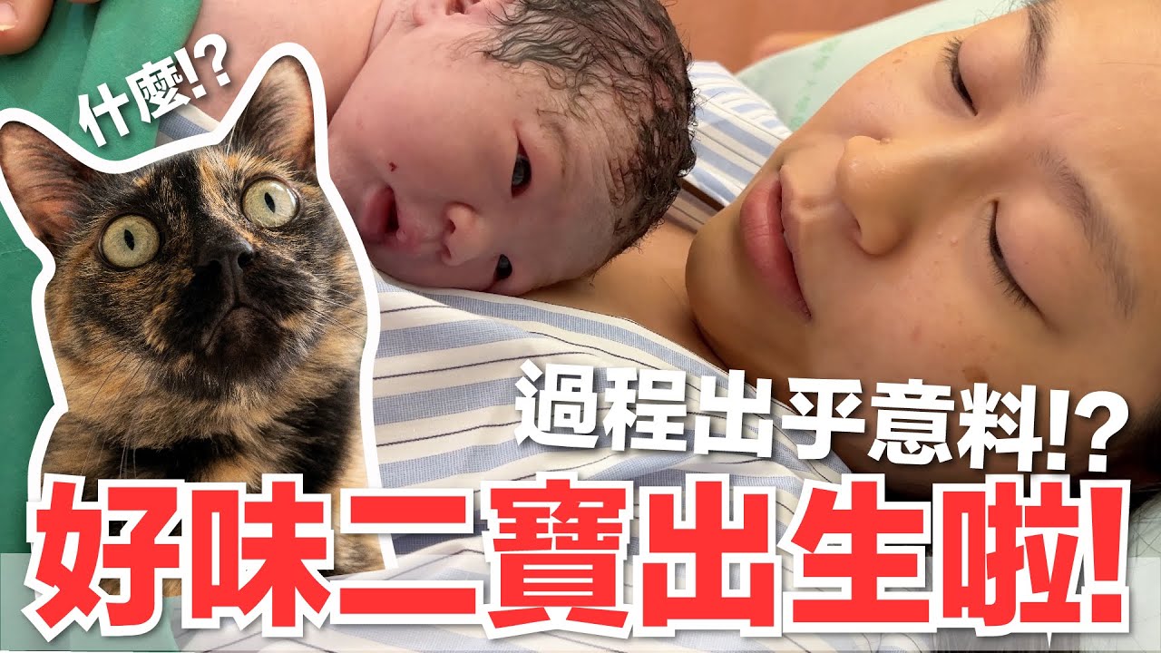 【好味小姐】好味二寶出生啦！過程出乎意料！？｜好味貓日常181