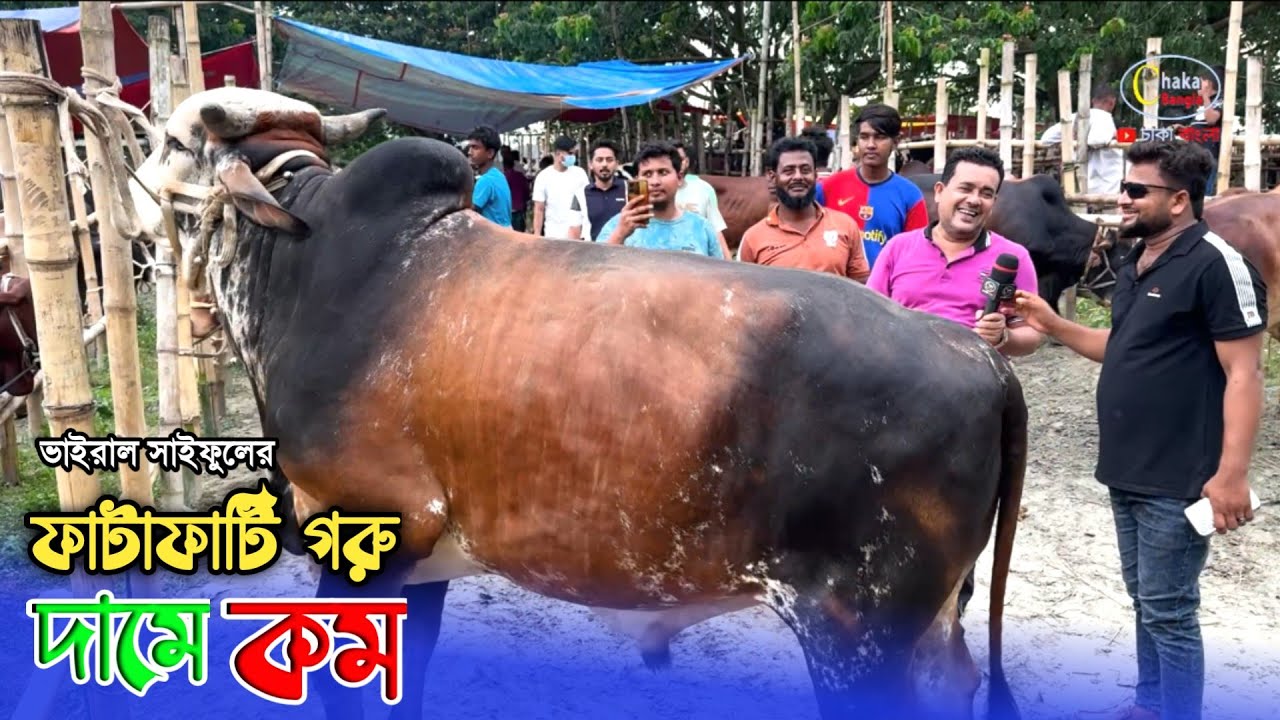 ভাইরাল সাইফুল বেপারীর 