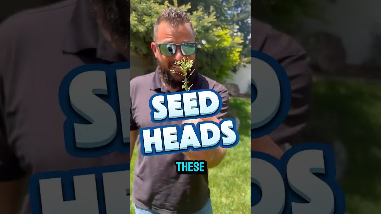Seed heads