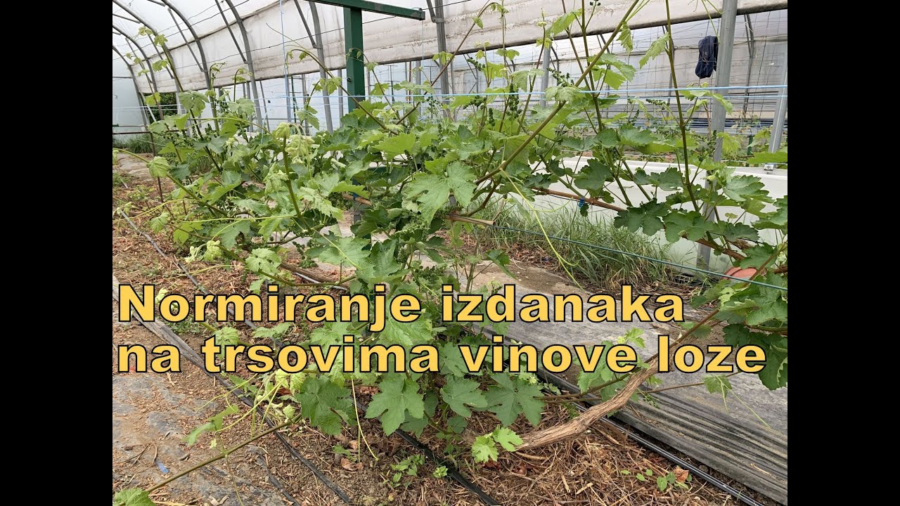 Normiranje izdanaka na trsovima vinove loze