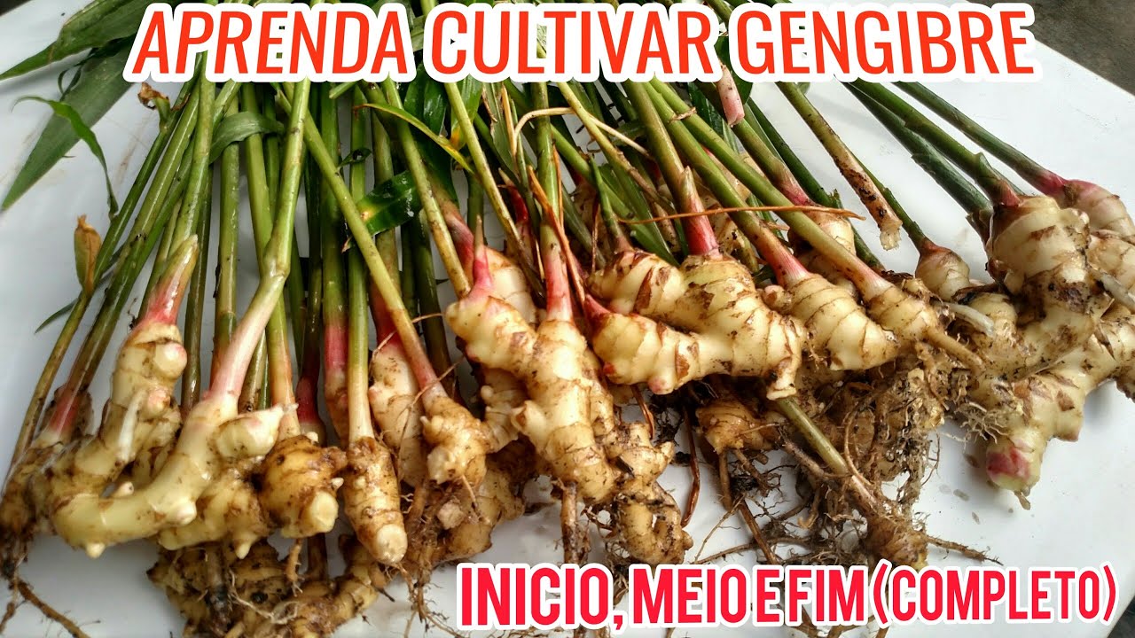 COMO PLANTAR GENGIBRE FACIL..INICIO, MEIO E FIM CONFIRA!!!!
