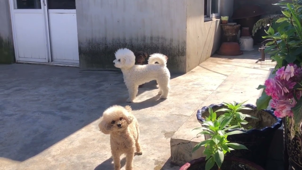 youtube237{大发体育代理（TG：@xctygfdl 官网：xc0158.cn）首存送IPHONE14代理开线红包18888}