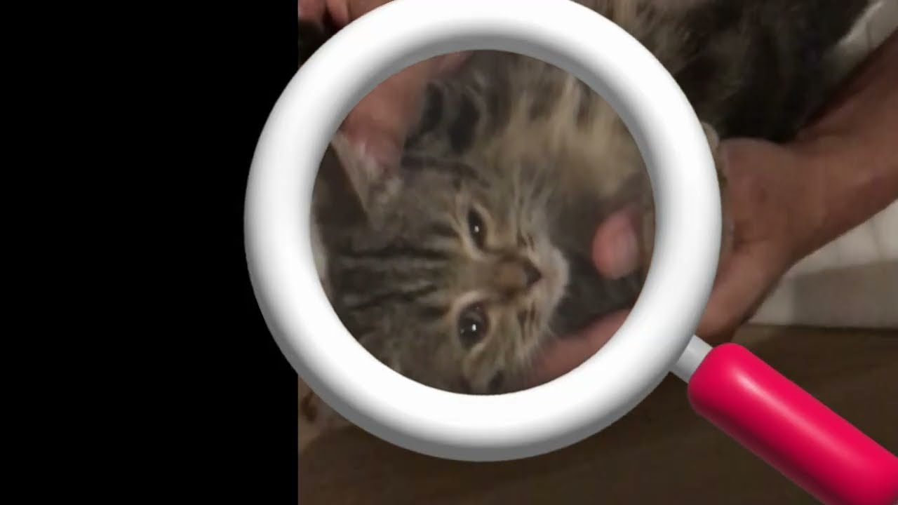 From ‘No Cats on the Bed’ to ‘Come Here, Kitty'